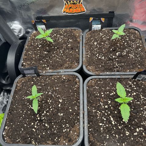 Lemon kerry Banana Purple  growlog timeline photo