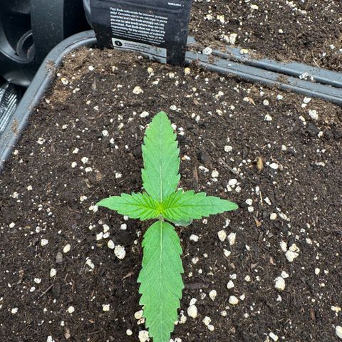 Lemon kerry Banana Purple  growlog timeline photo