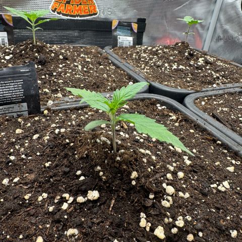 Lemon kerry Banana Purple  growlog timeline photo