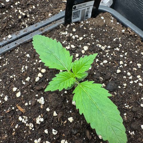 Lemon kerry Banana Purple  growlog timeline photo