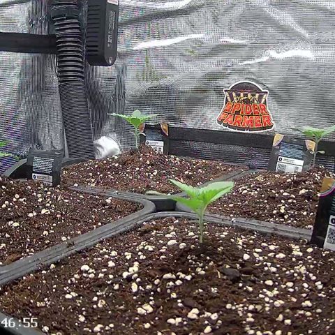 Lemon kerry Banana Purple  growlog timeline photo