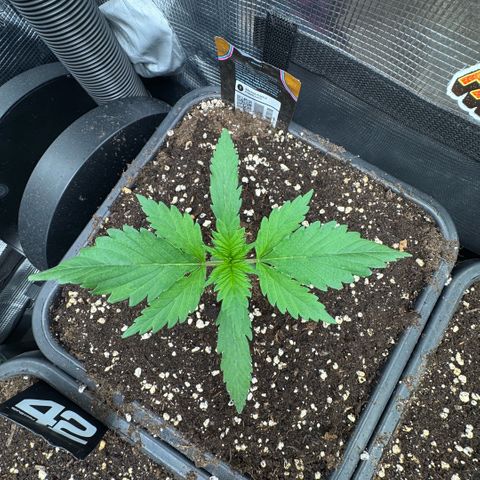 Lemon kerry Banana Purple  growlog timeline photo