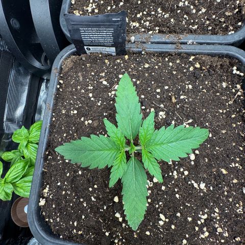 Lemon kerry Banana Purple  growlog timeline photo