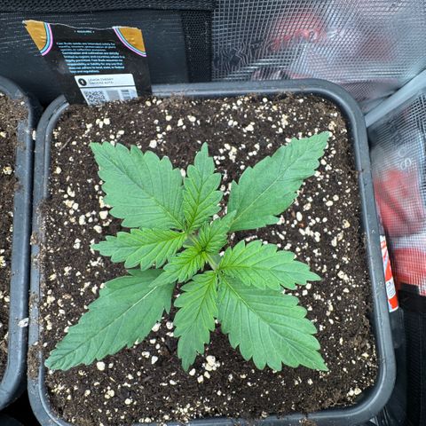 Lemon kerry Banana Purple  growlog timeline photo