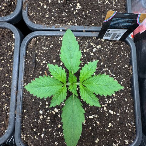 Lemon kerry Banana Purple  growlog timeline photo