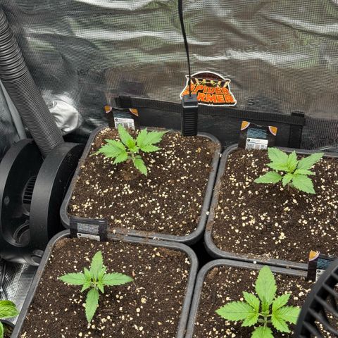 Lemon kerry Banana Purple  growlog timeline photo