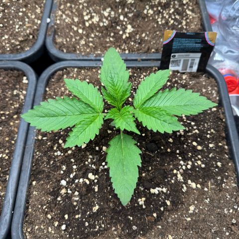 Lemon kerry Banana Purple  growlog timeline photo