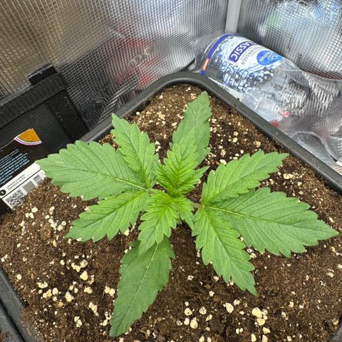 Lemon kerry Banana Purple  growlog timeline photo