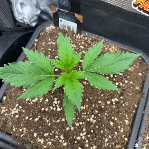 Lemon kerry Banana Purple  growlog timeline photo