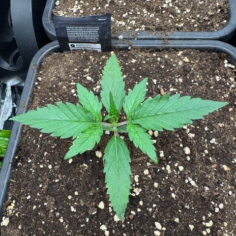 Lemon kerry Banana Purple  growlog timeline photo