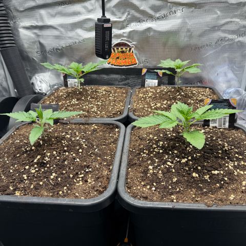 Lemon kerry Banana Purple  growlog timeline photo