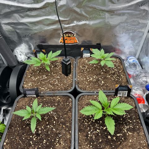 Lemon kerry Banana Purple  growlog timeline photo