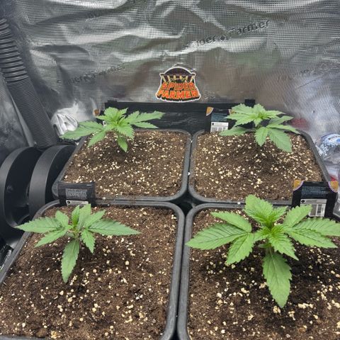 Lemon kerry Banana Purple  growlog timeline photo
