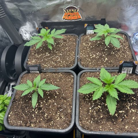 Lemon kerry Banana Purple  growlog timeline photo