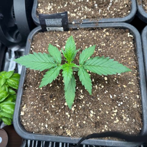 Lemon kerry Banana Purple  growlog timeline photo
