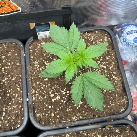 Lemon kerry Banana Purple  growlog timeline photo