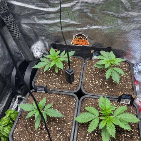Lemon kerry Banana Purple  growlog timeline photo