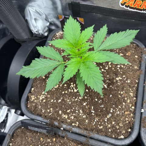 Lemon kerry Banana Purple  growlog timeline photo