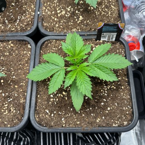 Lemon kerry Banana Purple  growlog timeline photo