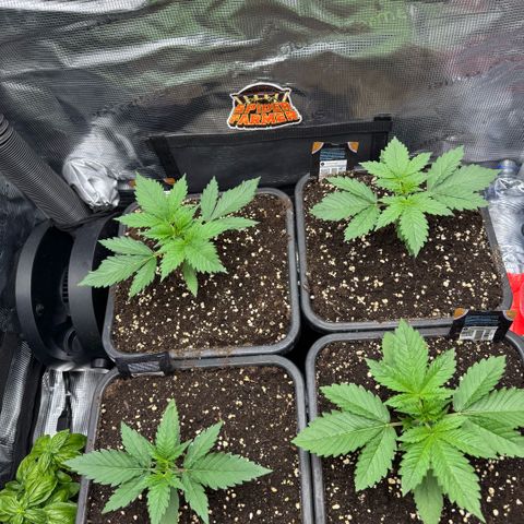 Lemon kerry Banana Purple  growlog timeline photo