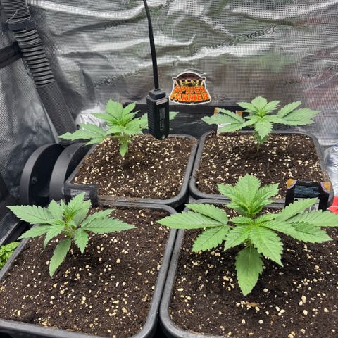 Lemon kerry Banana Purple  growlog timeline photo