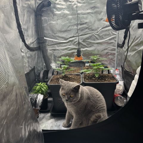 Lemon kerry Banana Purple  growlog timeline photo