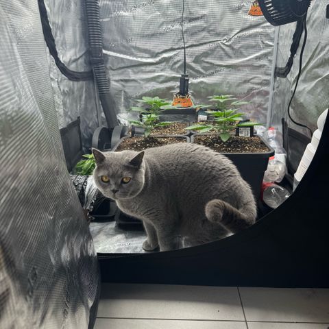 Lemon kerry Banana Purple  growlog timeline photo