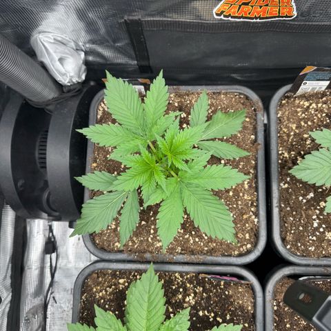 Lemon kerry Banana Purple  growlog timeline photo