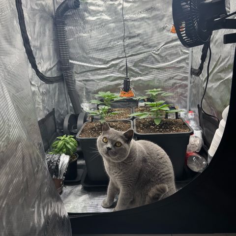 Lemon kerry Banana Purple  growlog timeline photo