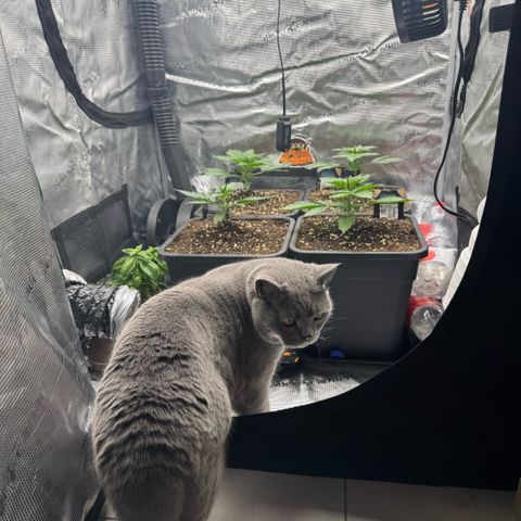 Lemon kerry Banana Purple  growlog timeline photo