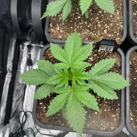 Lemon kerry Banana Purple  growlog timeline photo