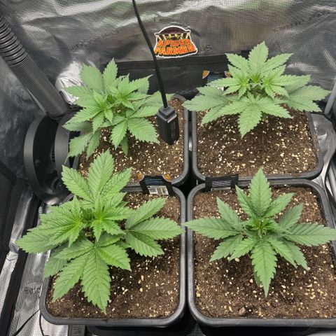 Lemon kerry Banana Purple  growlog timeline photo