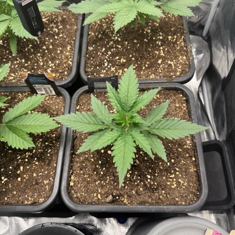 Lemon kerry Banana Purple  growlog timeline photo