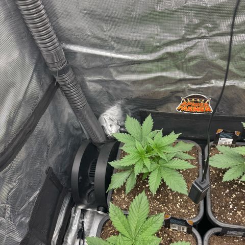 Lemon kerry Banana Purple  growlog timeline photo