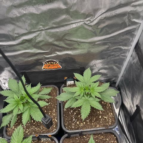 Lemon kerry Banana Purple  growlog timeline photo