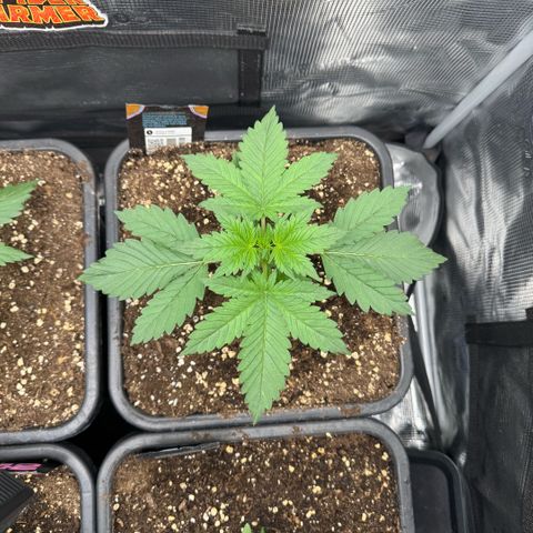 Lemon kerry Banana Purple  growlog timeline photo