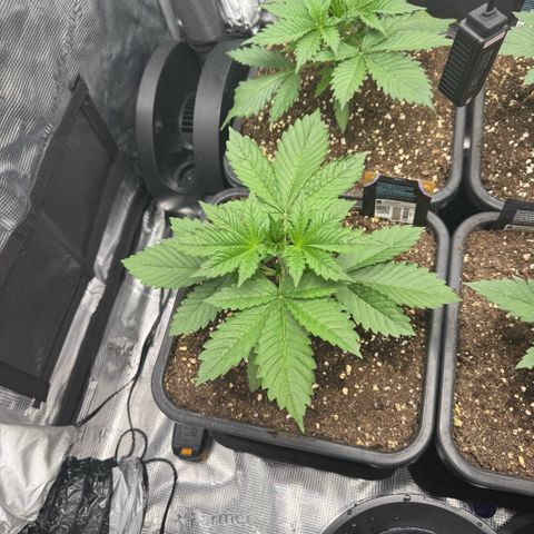 Lemon kerry Banana Purple  growlog timeline photo