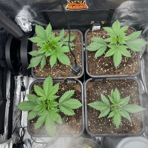 Lemon kerry Banana Purple  growlog timeline photo