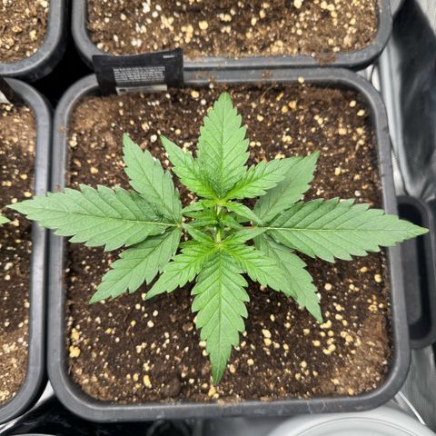 Lemon kerry Banana Purple  growlog timeline photo