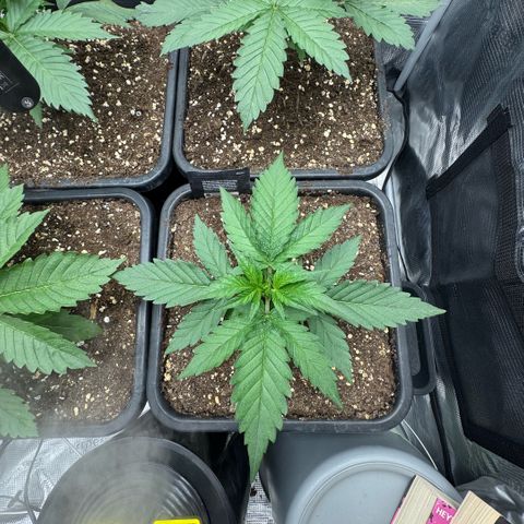 Lemon kerry Banana Purple  growlog timeline photo