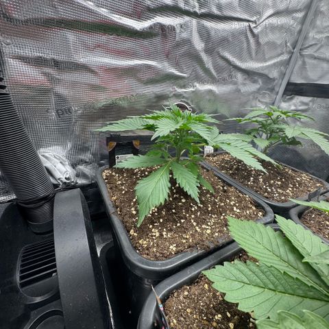 Lemon kerry Banana Purple  growlog timeline photo