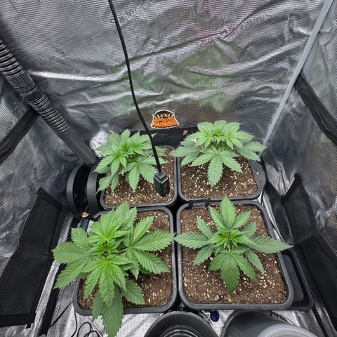 Lemon kerry Banana Purple  growlog timeline photo