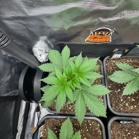 Lemon kerry Banana Purple  growlog timeline photo