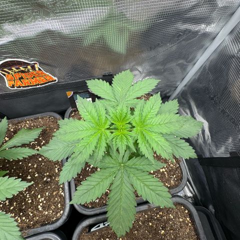 Lemon kerry Banana Purple  growlog timeline photo