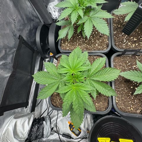 Lemon kerry Banana Purple  growlog timeline photo