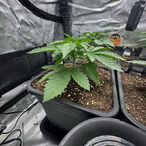 Lemon kerry Banana Purple  growlog timeline photo