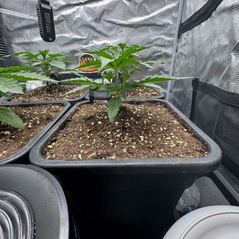 Lemon kerry Banana Purple  growlog timeline photo