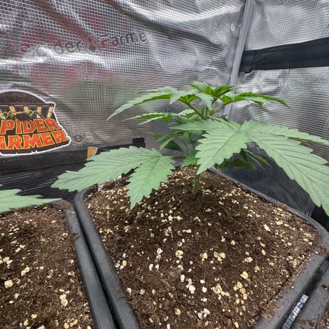 Lemon kerry Banana Purple  growlog timeline photo