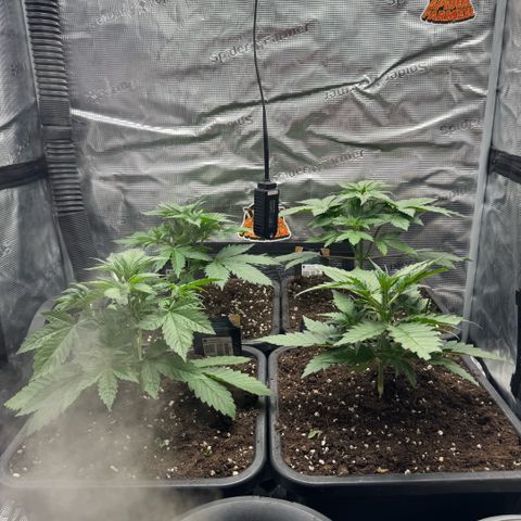 Lemon kerry Banana Purple  growlog timeline photo
