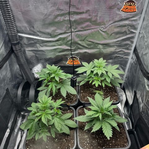 Lemon kerry Banana Purple  growlog timeline photo